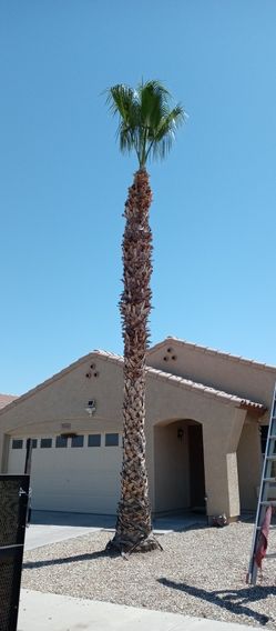 We Would Love To Help You With Your Tree Needs!! *Hablo Español*
