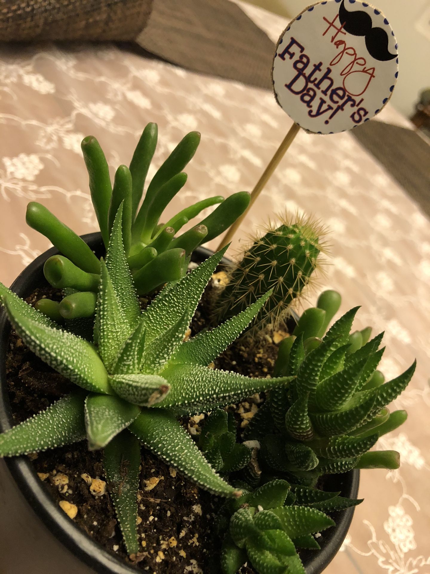 Father’s Day Gorgeous Succulent