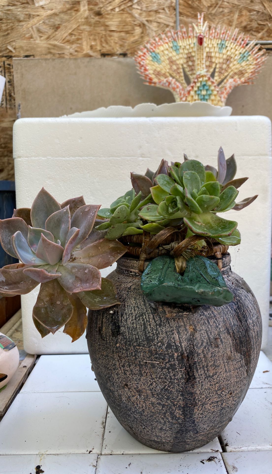 Succulent in very nice ceramic pot