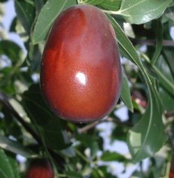 Jujube   Tree