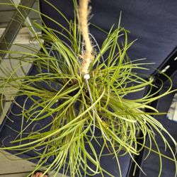 Tillandsia andreana,  Large Airplant 