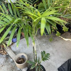 Palm Tree/ Palmera 
