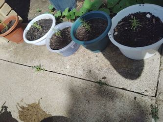 plantas de romero $5 cada una