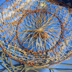 Fish Net