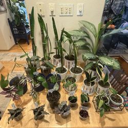 House Plants 