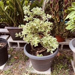 Bougainvillea Plant 