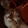 bri 