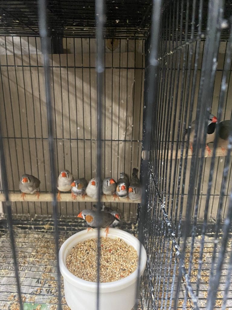 chicken cage