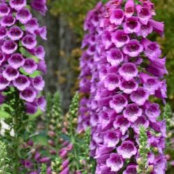 Foxglove perennial plant