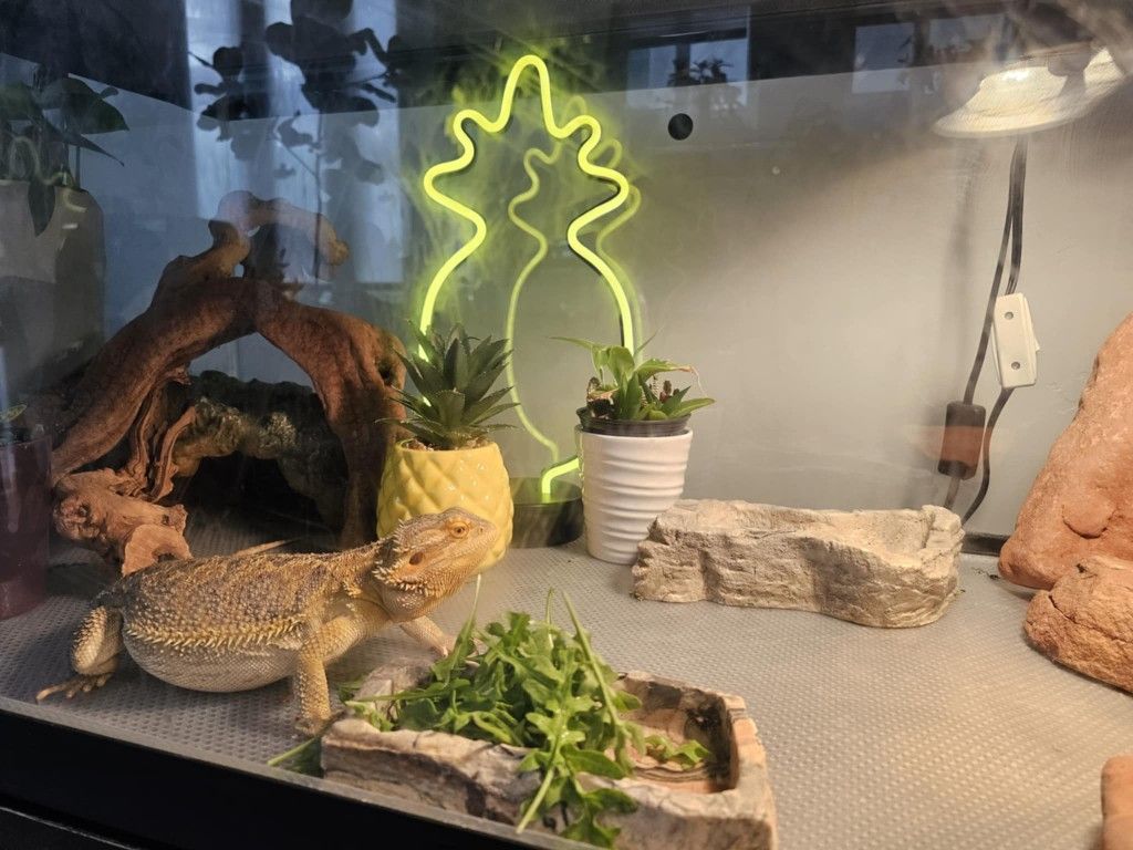 Bearded Dragon Enclosure