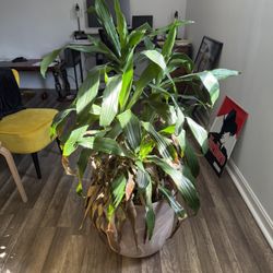 Potted Plant 