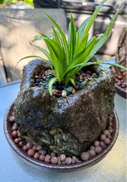 Hawaiian Spider Plant in custom up cycled planter!