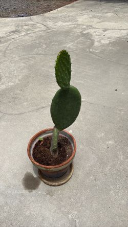Cactus Plant