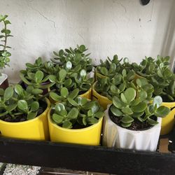 Crassula Jade Succulents In Ceramic Pot. SPECIAL PRICE 🤩