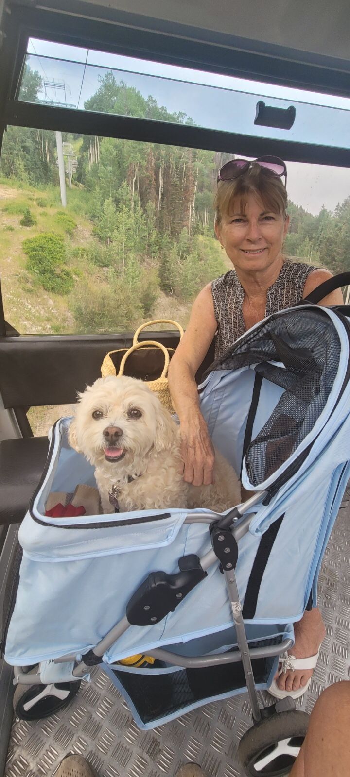 Dog Stroller