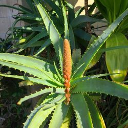 Aloe arborescens

$15