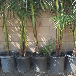 King Palms 