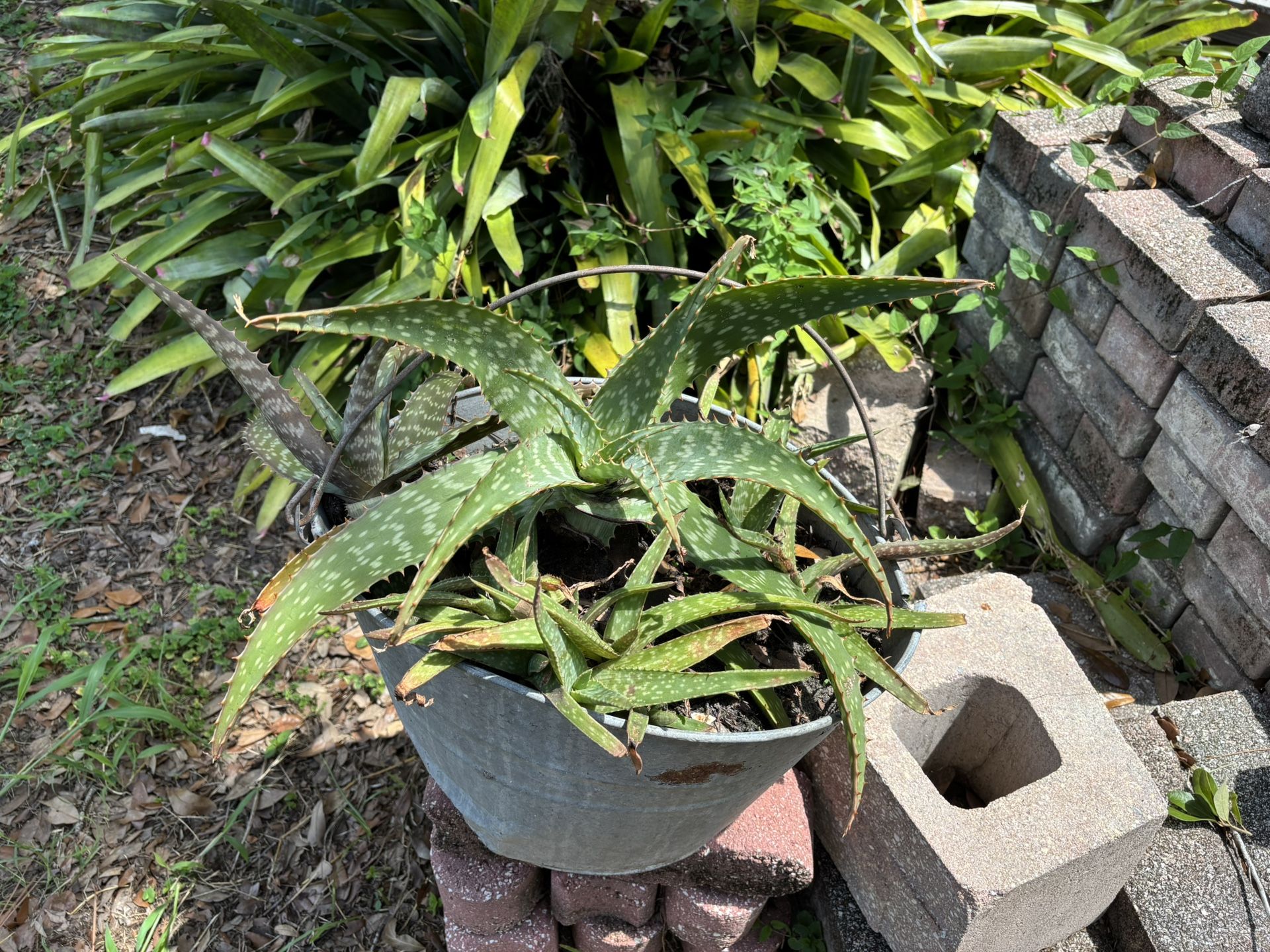 Aloe Vera Assortment  25$