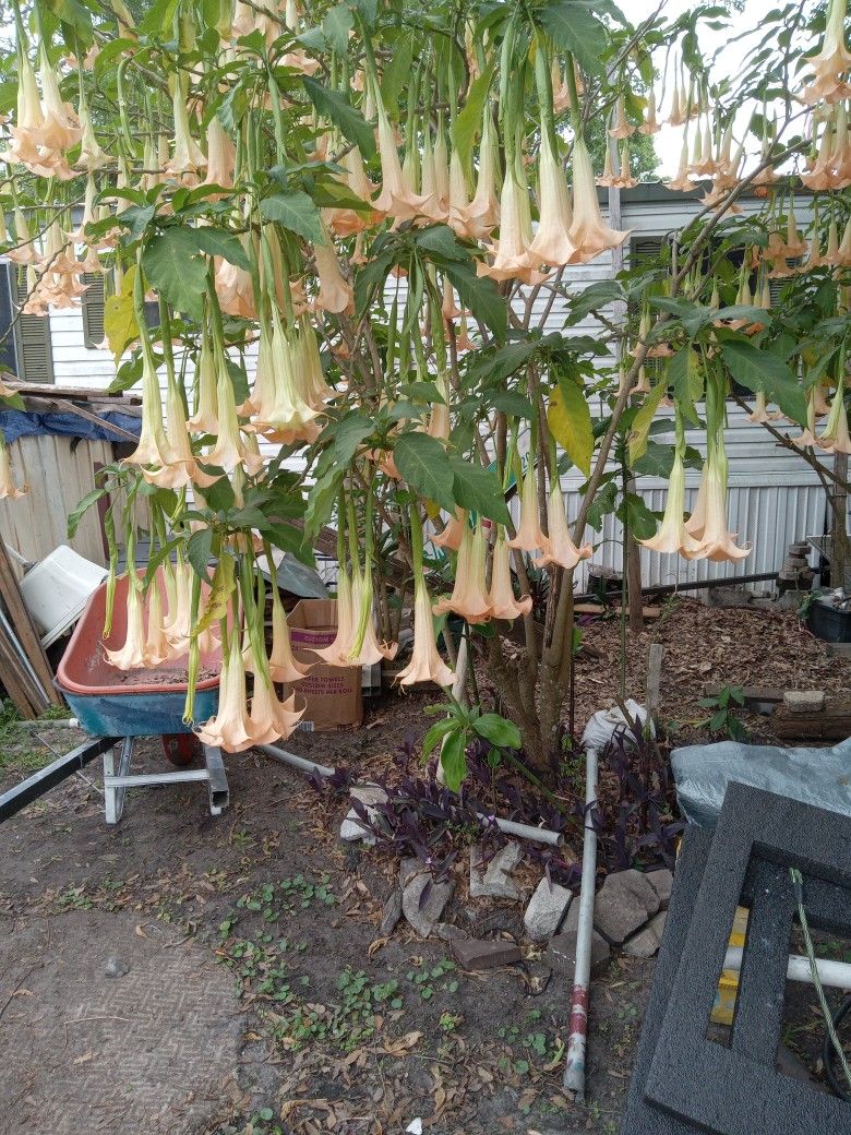 Angel Plants