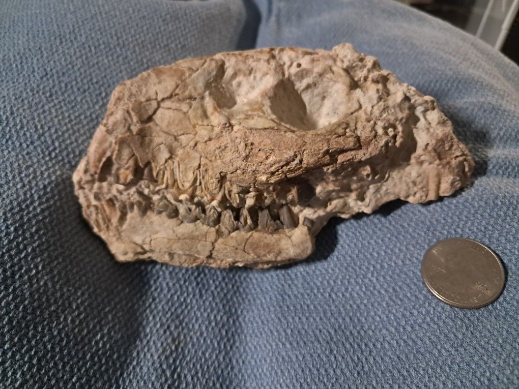 Genuine Oreodont Fossil Skull