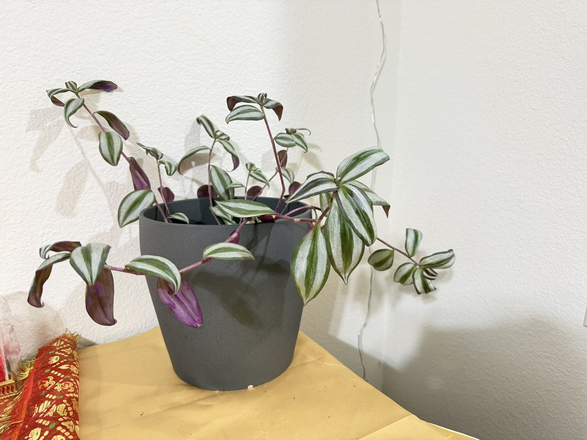 Zebrina Plant With Pot