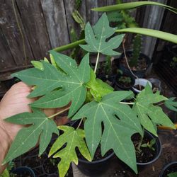 Planta De Papaya 