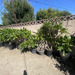 Plumarias