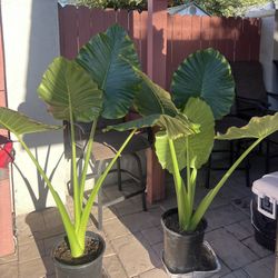 Large Elephant Ear Plants $40