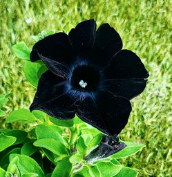 Rare Large Black Mamba Petunia Flower Plants! Several Colors Available! Gorgeous Midnight Black Petals That Look And Feel Like Black Velvet! 2026 Plan