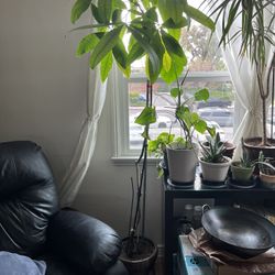 6ft Lucky Money Tree with Pot