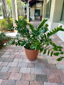 ZZ Plant