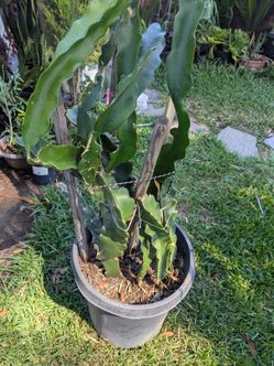 Dragon fruit