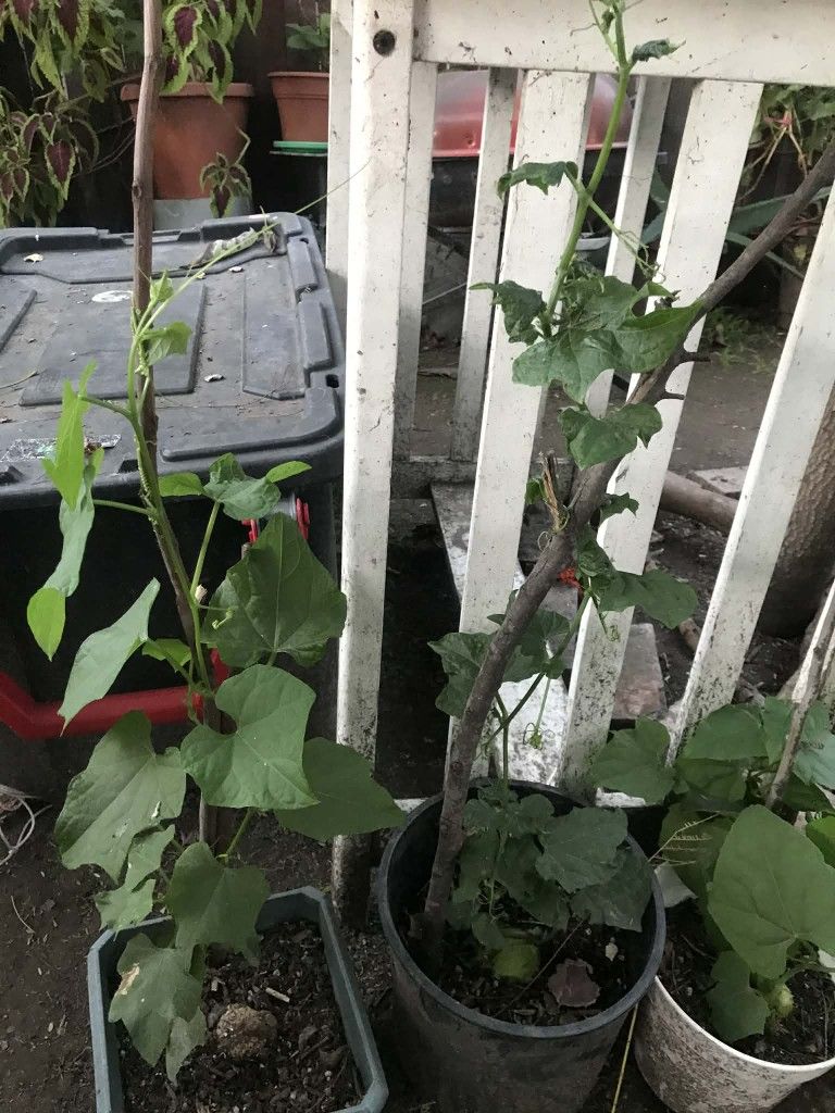 plantas de chayote $10 each ready for pick up