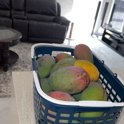 Freshly Picked Mangos For Sale
