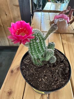 Blooming now