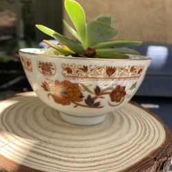 Succulent Arrangement 