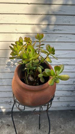 9 inch jade plant