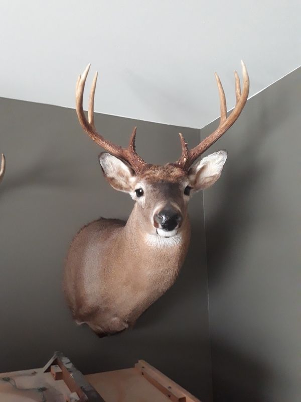 Trophy Whitetail Deer mounts for Sale in Buford, GA OfferUp