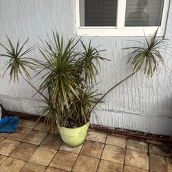 Natural Plant For Decoration. 