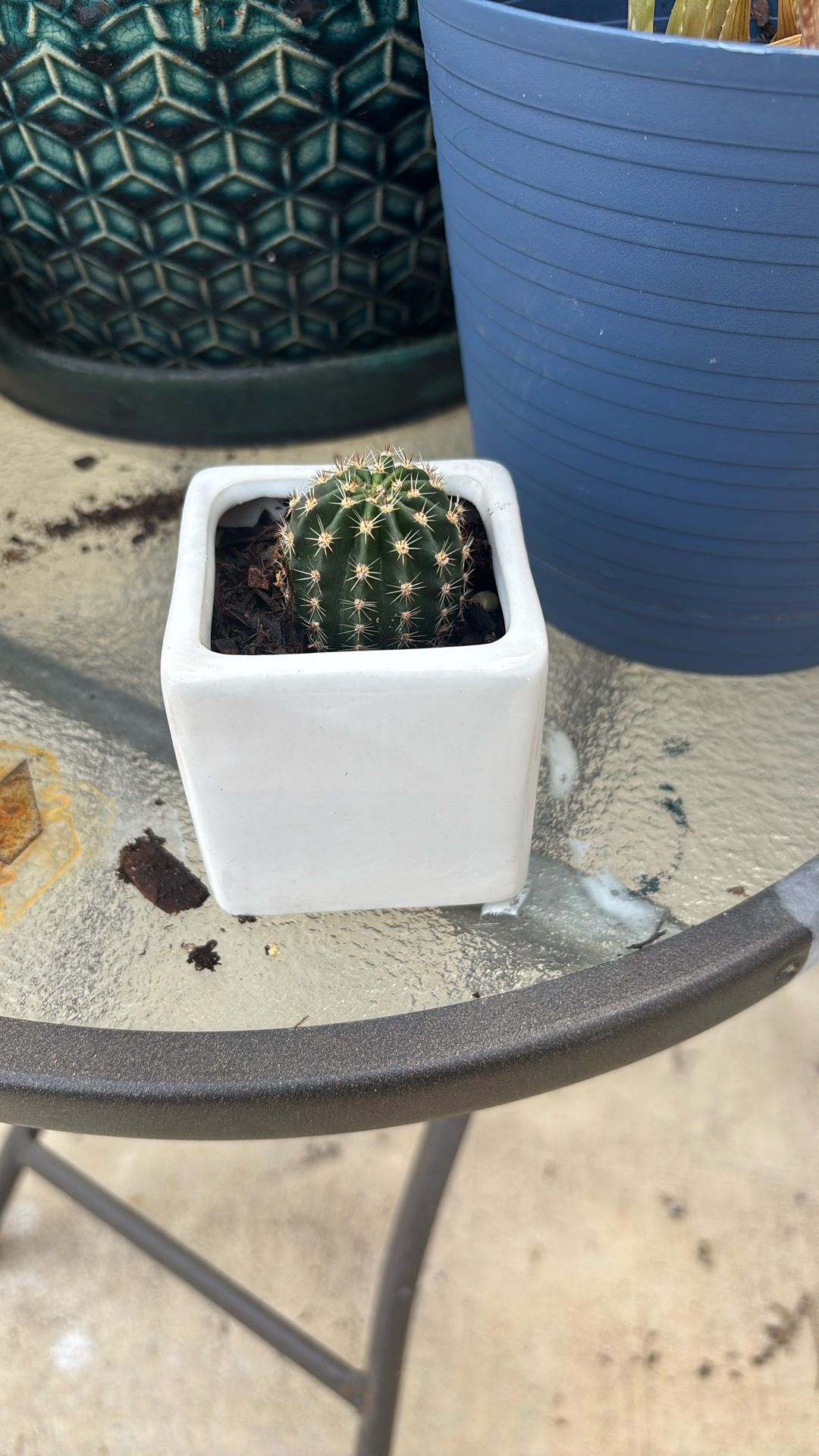 Cactus And Succulents