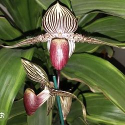 Very Rare Paphiopedilum