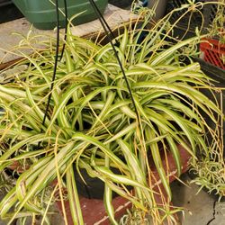 Spider Plants
