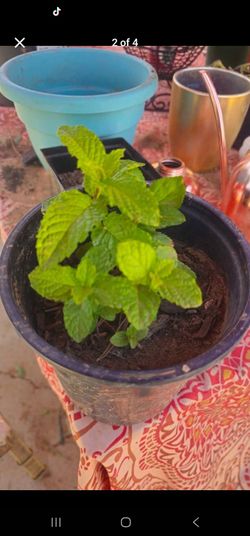 Hierba buena/ Spearmint Herbal
