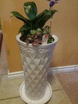 nice indoor plant in a pot