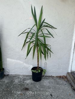 Spineless Yucca Plant (6ft tall)