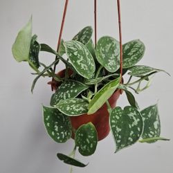 4" Pothos 'Satin' (B)