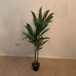 Decoration plant Indoor
