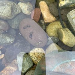 Perry winkles For Your Pond
