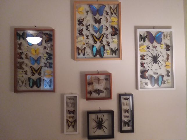 Beautiful 7 piece insect display