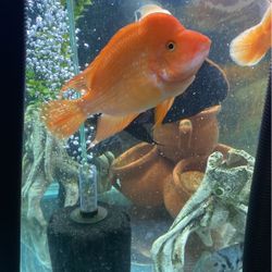 Fish Decorations In Tank